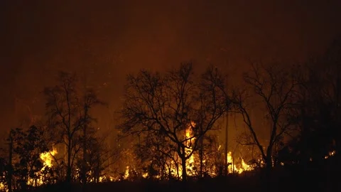 Heat haze waves from forest fire Vidéo 144654955