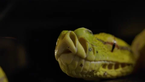 Heat pits on a green tree python 스톡 동영상 171139415