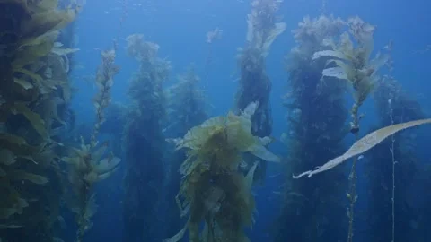 Heat stressed kelp forest Stock Footage 344432934