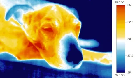 Heat vision camera - animal body tempera... | Stock Video | Pond5