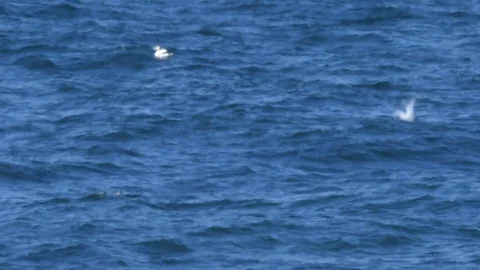 A heat wave distorted shot of gannets diving into the ocean water Stock Footage 118457193