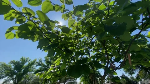 Heat Wave - Sun Behind Tree Branches Stock Footage 211783638