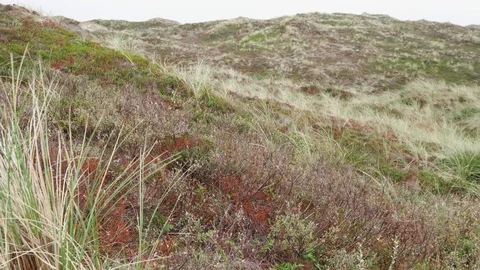 Heath Dunes Landscape Vídeo Stock 97380682