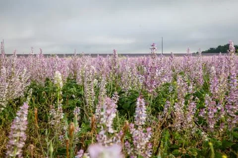 Heath flowers background Stock Photos