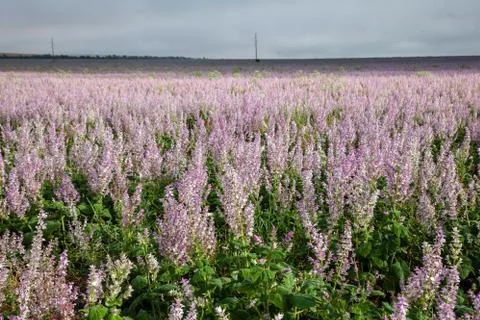 Heath flowers background Stock Photos