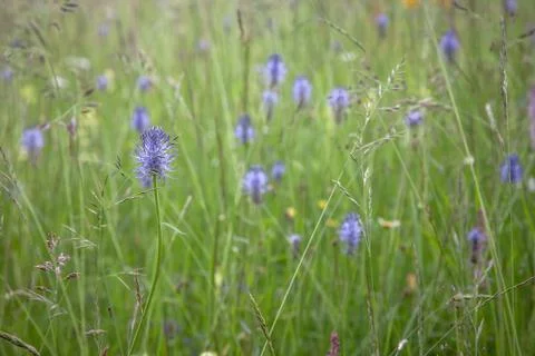 Heath flowers background Stock Photos