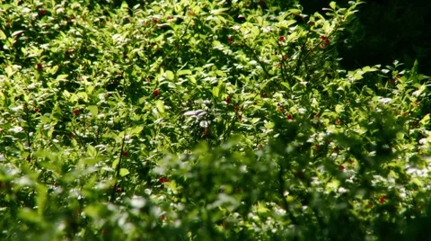 Heath Stockbeeldmateriaal 904672