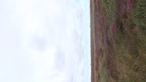 Heath Stock Footage 173375666