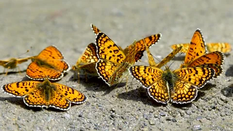 Heath Fritillary Vídeo Stock 334740276