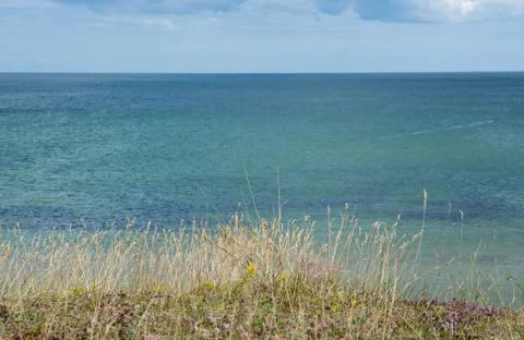 Heath grass by the sea Stock Photos