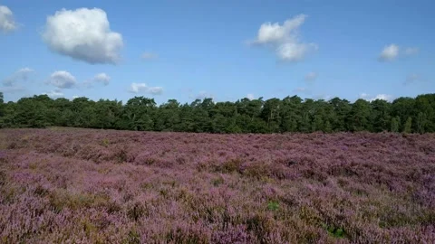 Heath landscape and forest edge - Veluwe, The Netherlands Stock Footage 183383932