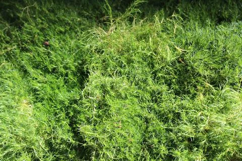 Heath pearlwort Stock Photos
