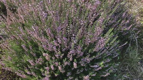 Heath plant, Close-up. Stock Footage 269039810