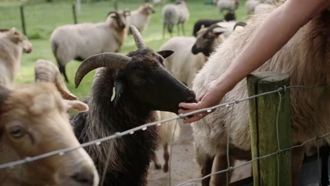 A heath sheep with horns being fed while the rest waits Stock Footage 85216548