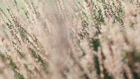 Heath soft focus Stock Footage 141507258