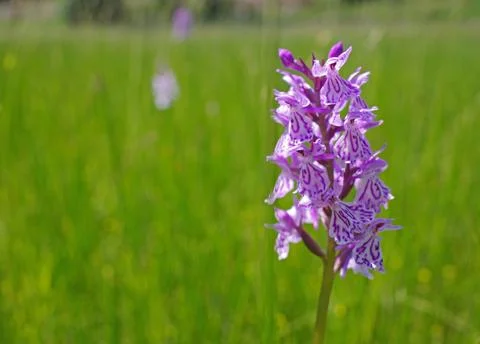 Heath spotted orchid close-up Stock Photos