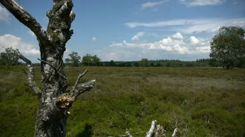 Heath with tree stump Stock Footage 12572468