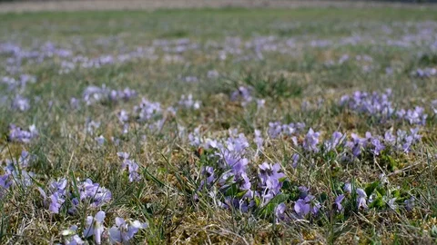 Heath violet, viola canina, slide Stock Footage 126894260