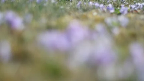 Heath violet, viola canina, slide Stock Footage 126894476