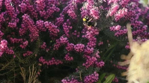 Heather 01 Video stock 184850277