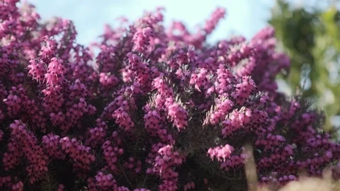 Heather 02 Video stock 184850463