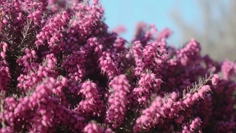 Heather 03 Stock Footage 184852414