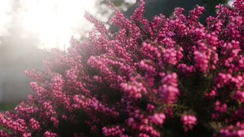 Heather 04 Video stock 184852415
