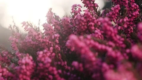 Heather 05 Video stock 184852439
