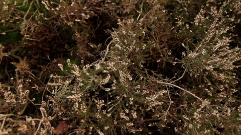 Heather 1 Stock Footage 33926988