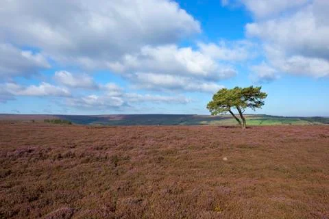 Heather and pine tree Stock Photos