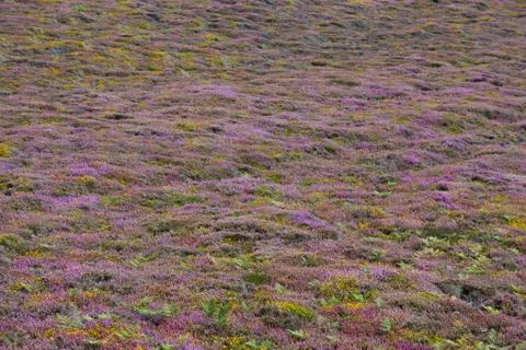 Heather background Stock Photos