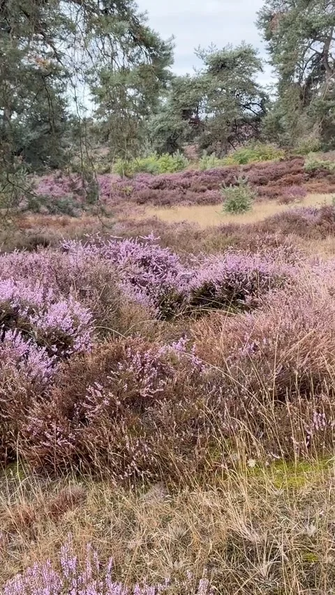 Heather in bloom, end of august Видео 344165312