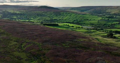 Heather in bloom in Yorkshire Dales Stock Footage 249564198