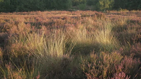 Heather blooming at sunset. Some tall grass between the heath Stock Footage 209039932