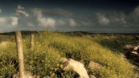 Heather blowing in the Irish wind. Stock Footage 646125