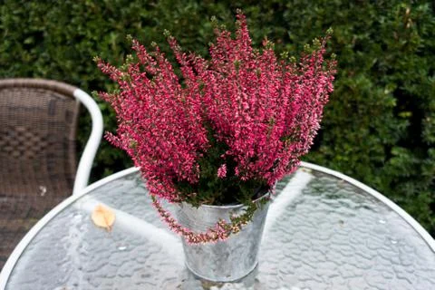Heather in a bucket 写真素材
