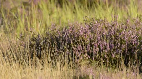 Heather (Calluna vulgaris) Stock Footage