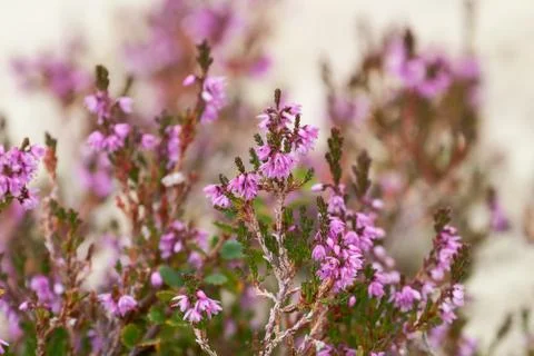 Heather close-up Stock Photos