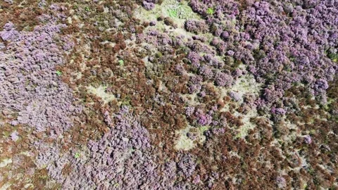 Heather drone view ascending 库存影片 345088232