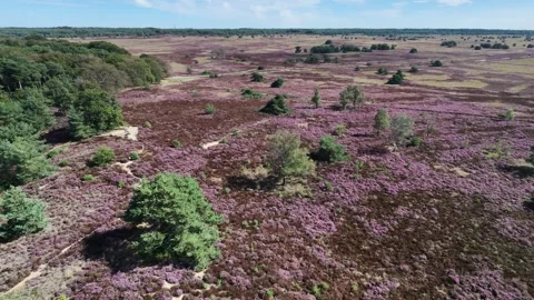 Heather drone view left to right pan Stockbeeldmateriaal 345088275