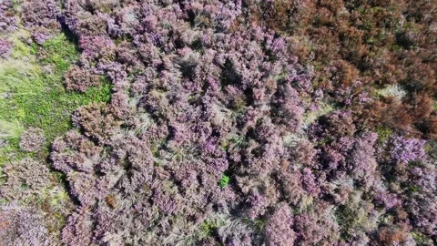 Heather drone viewgoing forward 库存影片 345088243