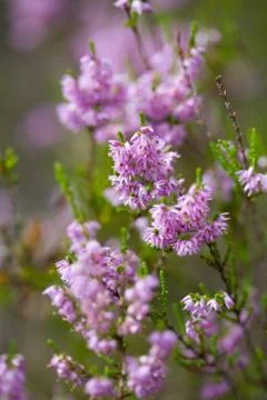 Heather field background Stock Photos