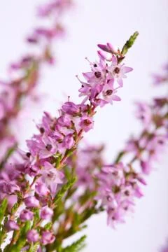 Heather field background Stock Photos