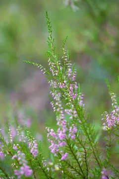 Heather field background Stock Photos