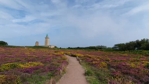 Heather fields on Cap Frehel in French Britain with a lighthouse Stock Footage 159003276