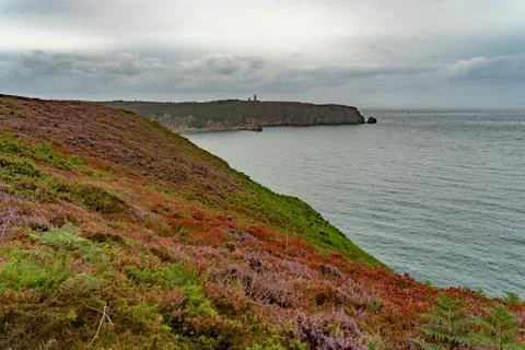 Heather fields on cap frehel in romantic travel Stock Photos