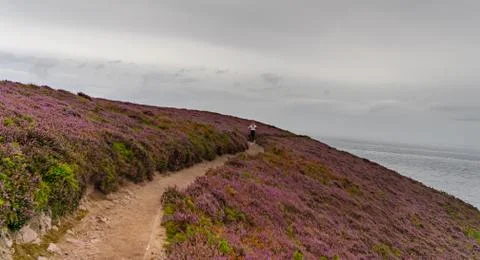 Heather fields on cap frehel in romantic travel Stock-Fotos