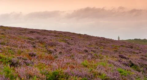 Heather fields on cap frehel in romantic travel Stock Photos