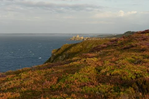 Heather fields on cap frehel in romantic travel Stock Photos