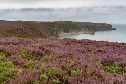Heather fields on cap frehel in romantic travel Foto stock